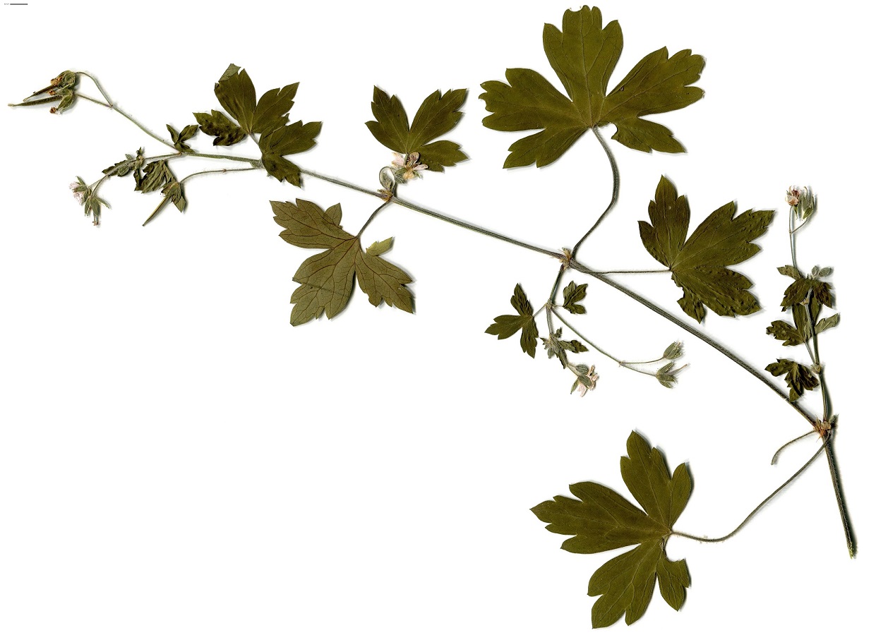 Geranium rivulare (Geraniaceae)